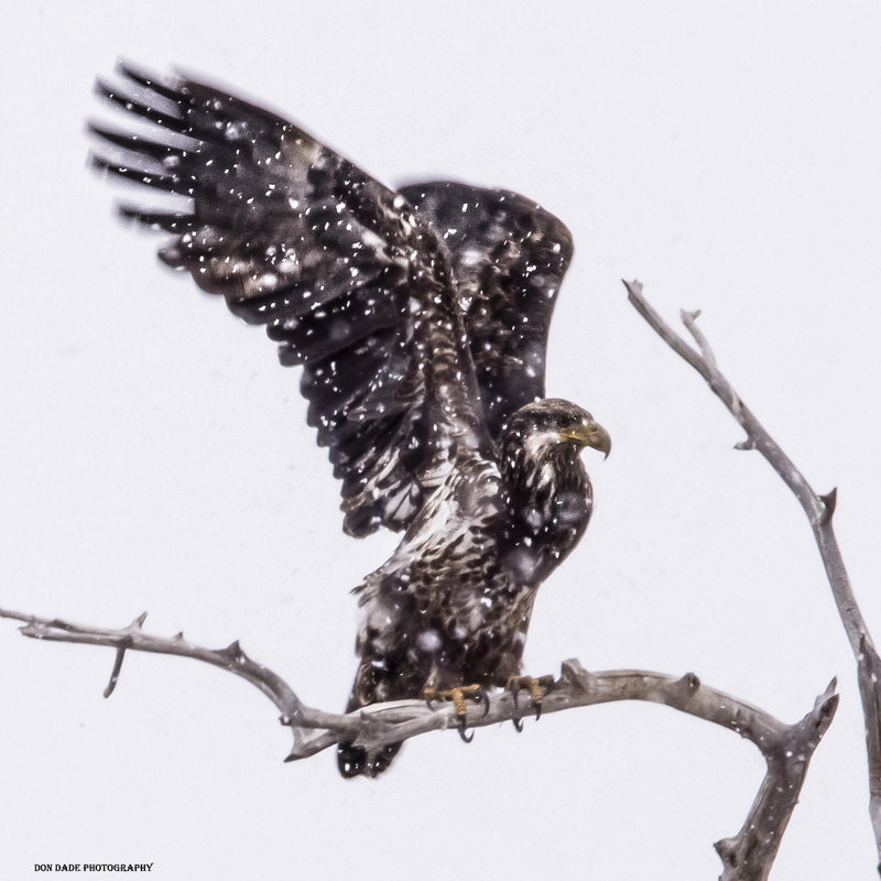 Golden Eagle Snow Shake.jpg