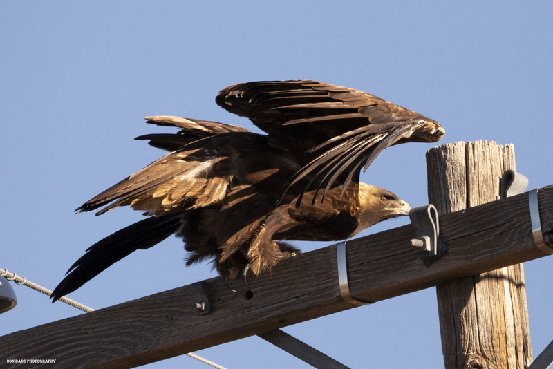 Golden Eagle Take Off.jpg