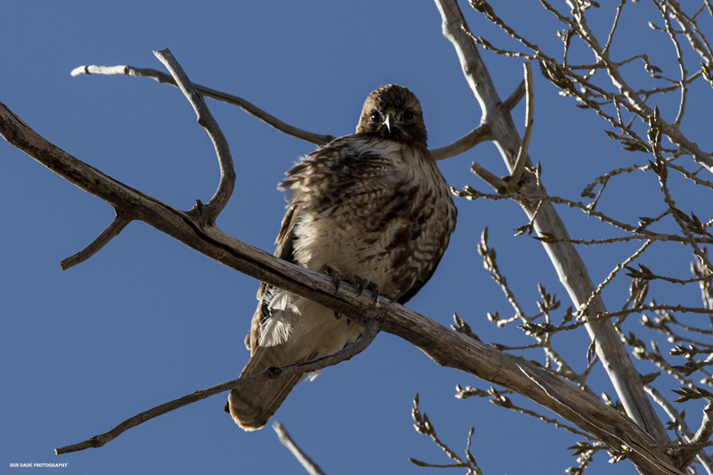 Greenville Hawk.jpg