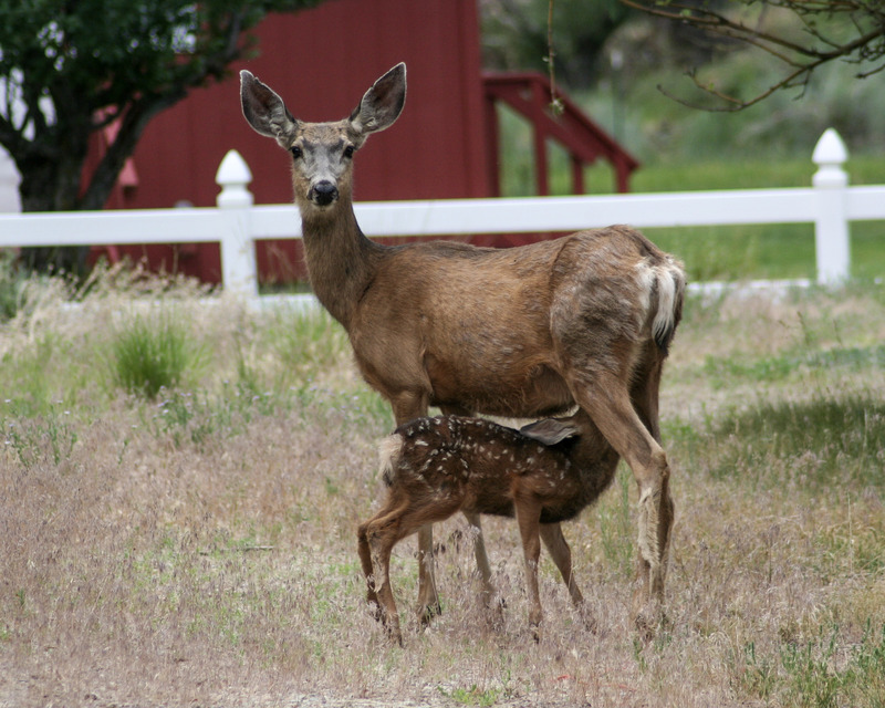 Grove Fawn Feeding.jpg