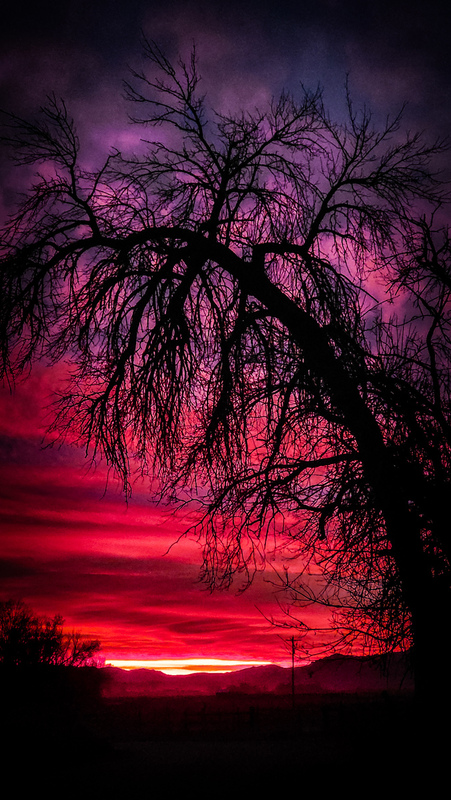 Hangiin Sunset Tree(1).jpg