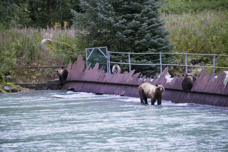Hanging out at the Weir.jpg