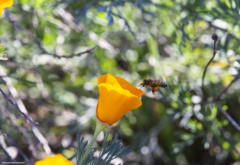 Honeybee 1.jpg