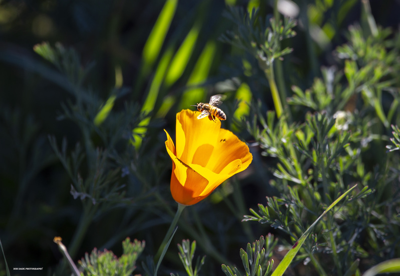 Honeybee 2(1).jpg