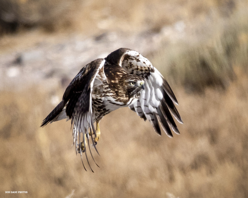 In Flight(2).jpg