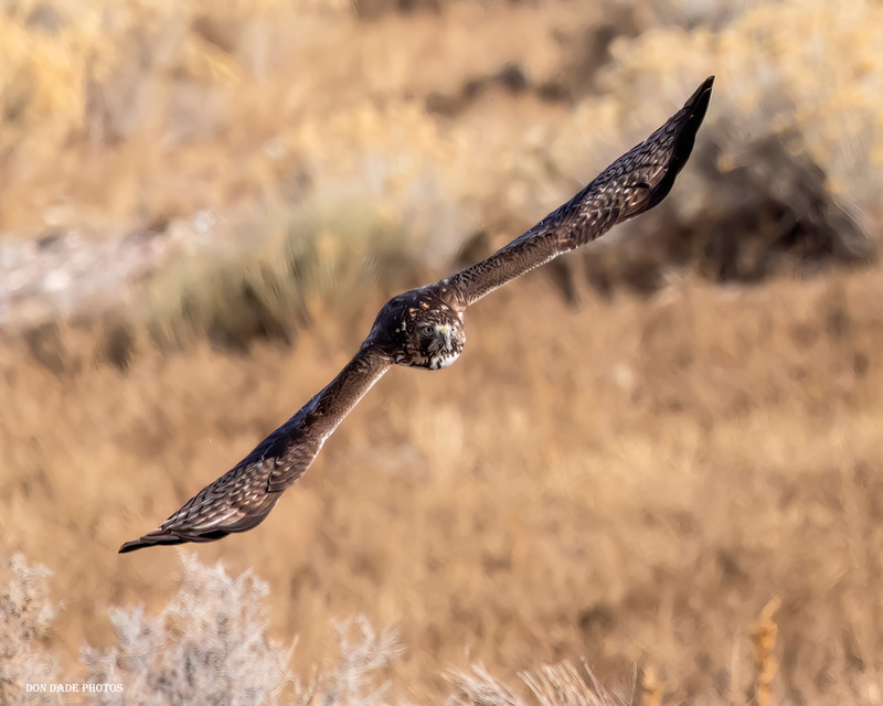 Into the Hawk(1).jpg