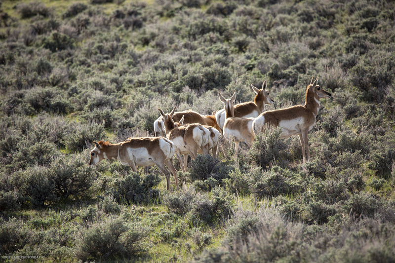 Lady Pronghorn.jpg :: Lander Wyoming-Lady Pronghorn