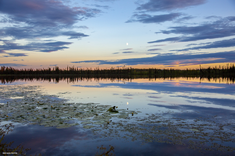 Lake Lillypad Sunset.jpg :: As the sunset was setting behind me the moon was rising along this beautiful lake south of Fort Nelson, British Columbia.
The moon's reflection on the water was brighter than it was in the pale blue sky.
It was as if you could just dip the colored clouds out of the water.
The lily pads seemed to add a calmness to the clear still water.
The warmth of the day's sunlight fading on the treetops at the end of the lake had me reflect on the adventure of the day.
As I look at the photo, I can still feel the coolness in the air, I can hear the silence of the moment, and the soft soggy tundra under my feet.
Ahhhh it was a beautiful evening to remember.