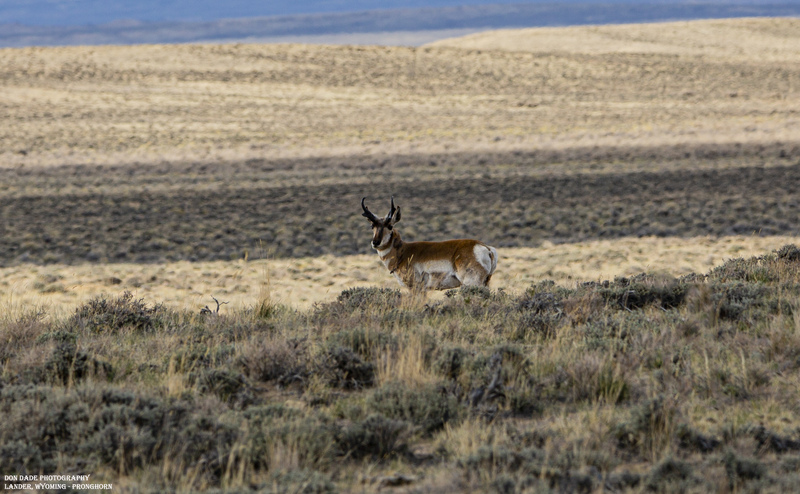 Lander Wyoming Pronghorn.jpg :: Lander Wyoming Pronghorn