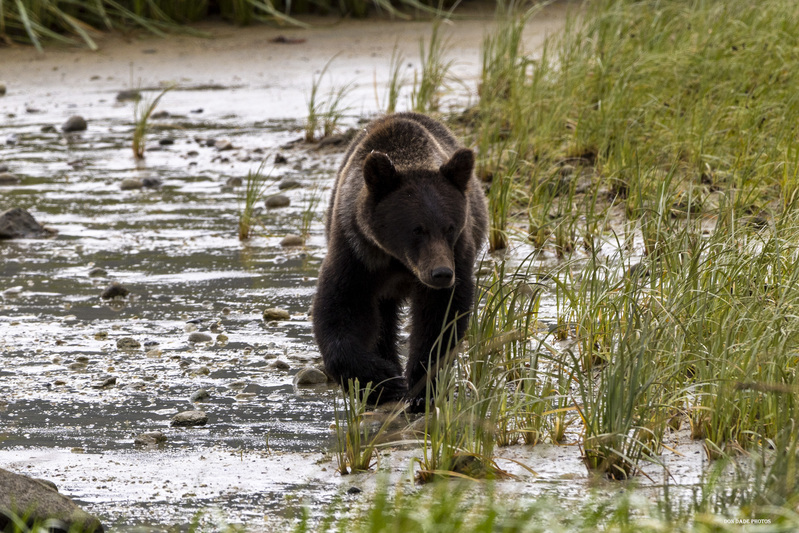 Latuk Grizz Cub.jpg :: Was having my morning coffee on the Latok Inlet looking out over the bay when this bear cub came strolling by.
This is in the marsh at low tide and he is scouting the area to see what was left behind.
Then he hooked back up with Mama and his two other siblings to go play in the tall grass.