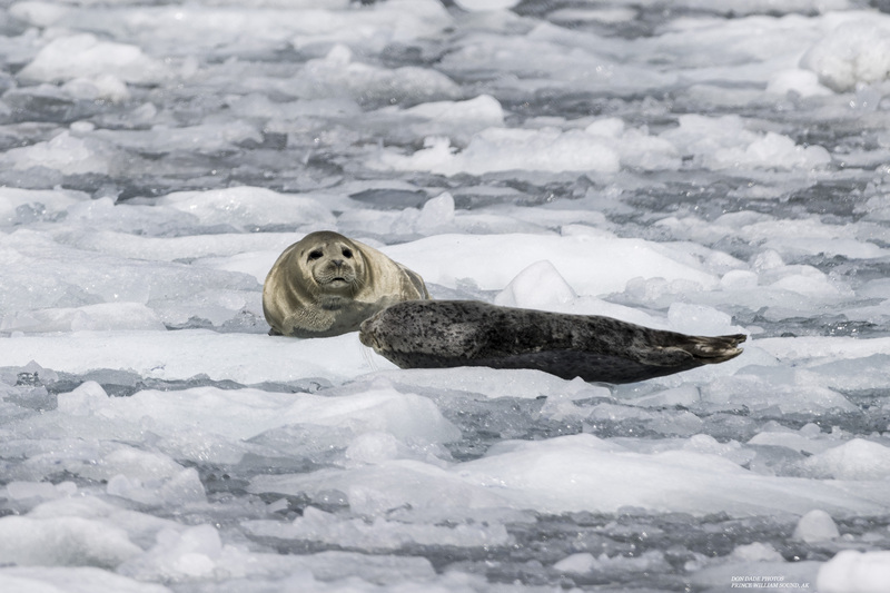 Life On The Ice(1).jpg