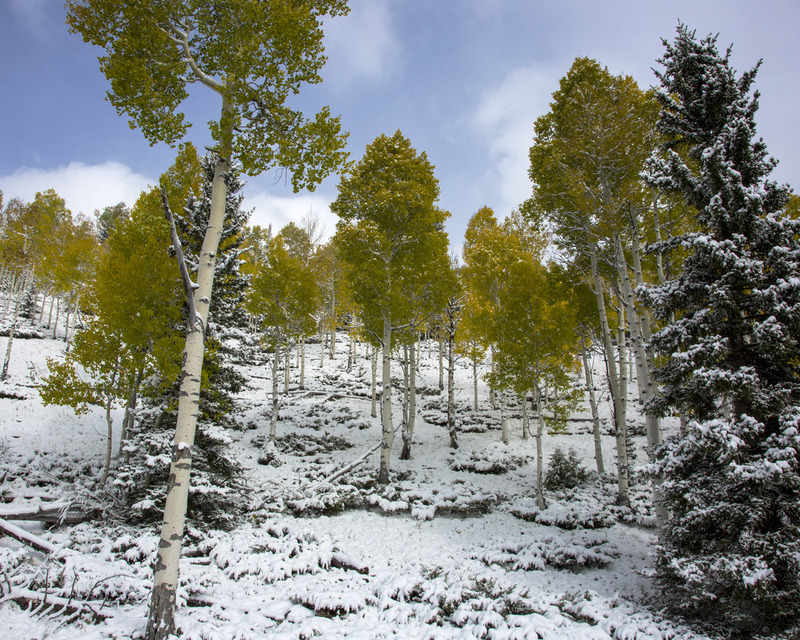 M53 -  2017 09 24 Snow Aspen.jpg