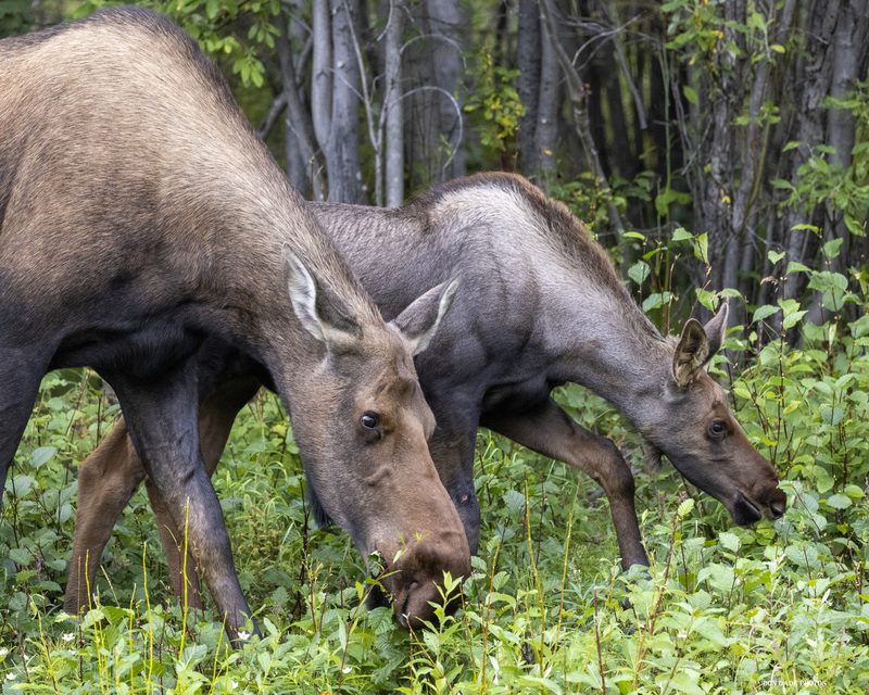 Mama and Calf Moose.jpg :: Mama and Calf Moose
