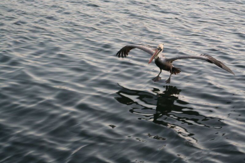 Marina Del Rey Pelecan Landing 2.jpg