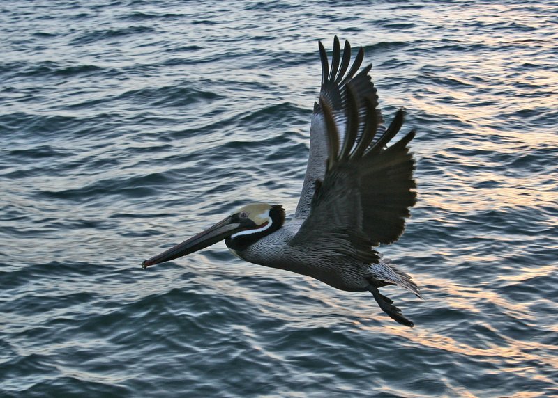 Marina Del Rey Pelican.jpg