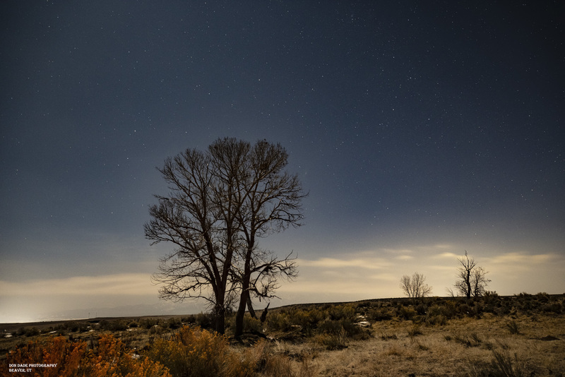 Night Tree.jpg