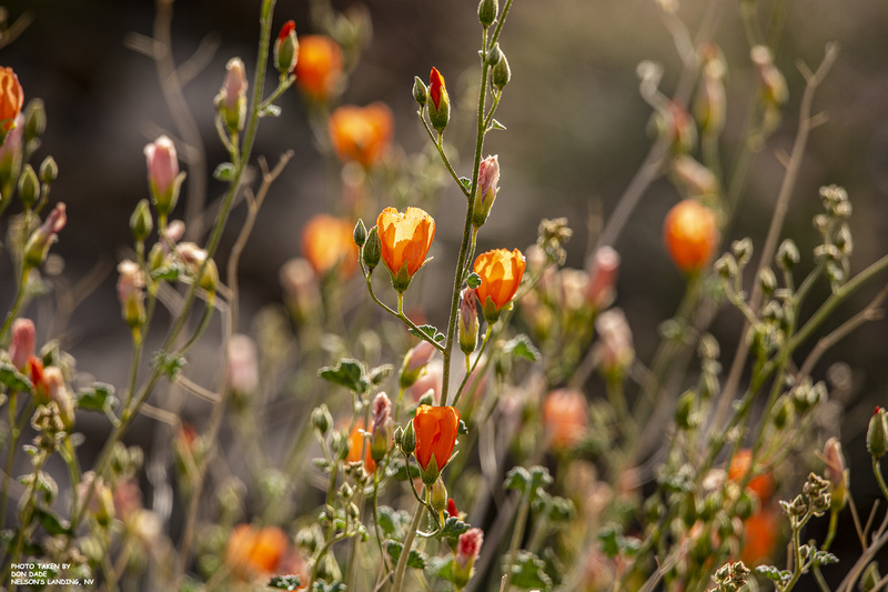 Orange Sunshine.jpg :: Orange Sunshine