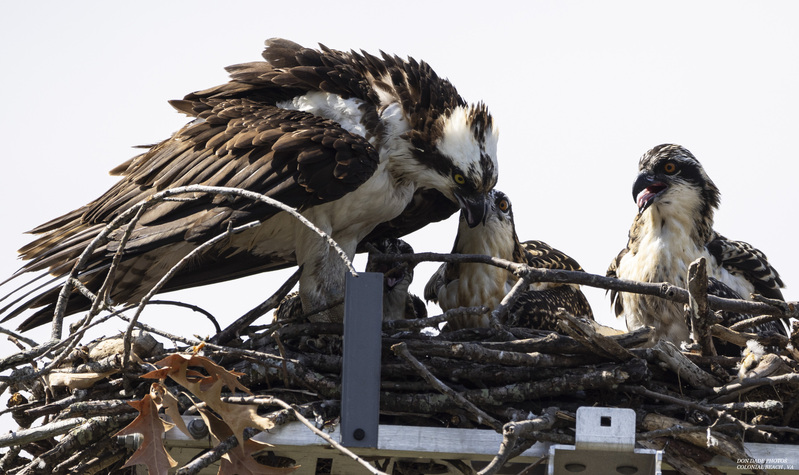 Osprey Nest.jpg