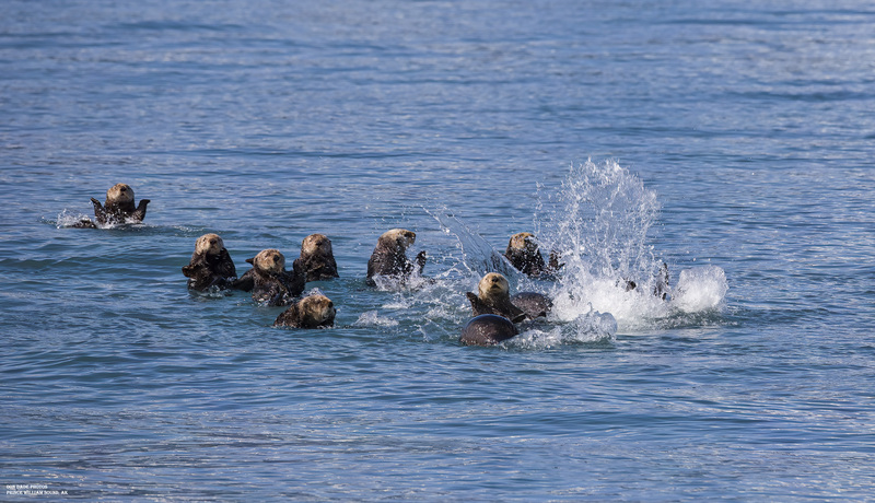 Otter Playground.jpg :: Sea Otters are the cutest and most playful animals I can think of.
We were lucky enough to see a few of these rafts of Otters while on the 5 hour cruise in the Prince William Sound.
