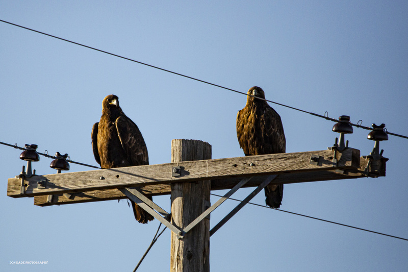 Pair of Golden Eagles.jpg