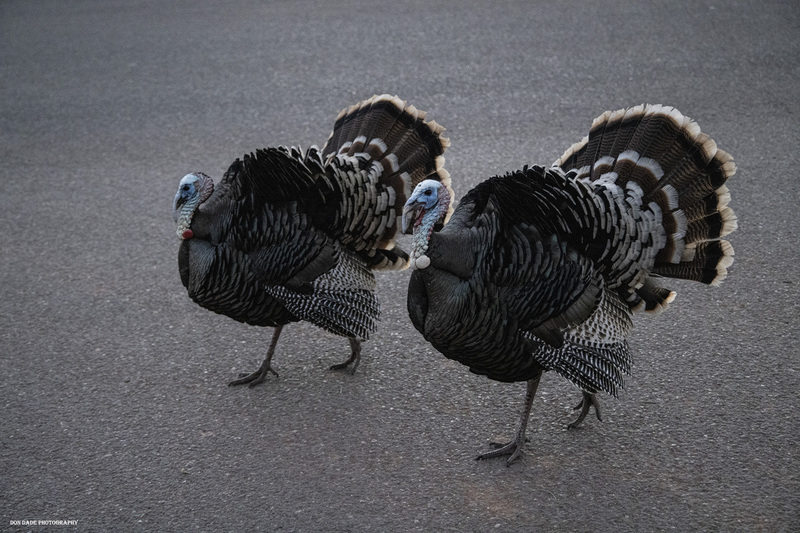 Paragona Tom Turkey.jpg