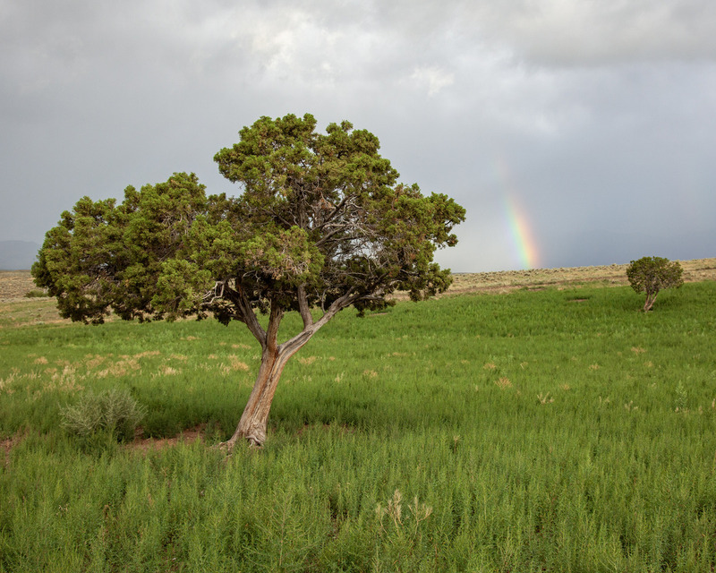 R18 - 2010 08 08 Rainbow Behind The Tree.jpg
