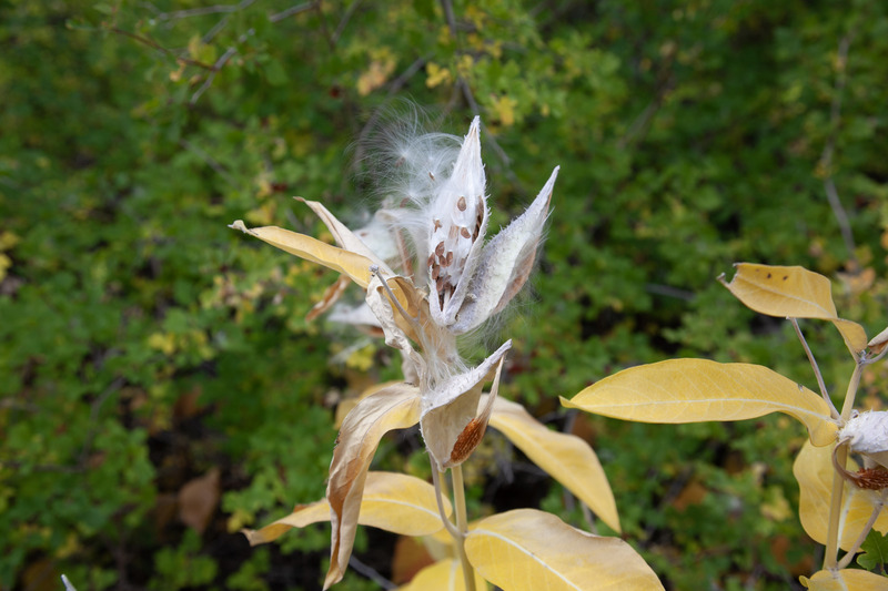 R47 -  2012 09 23 Milk Weed.jpg