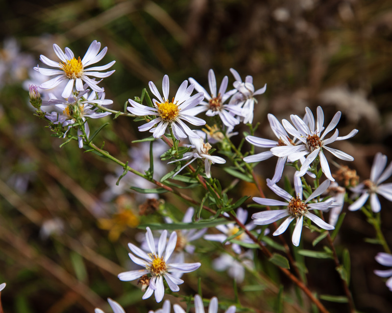 R96 -  2014 09 21 Wildflower.jpg