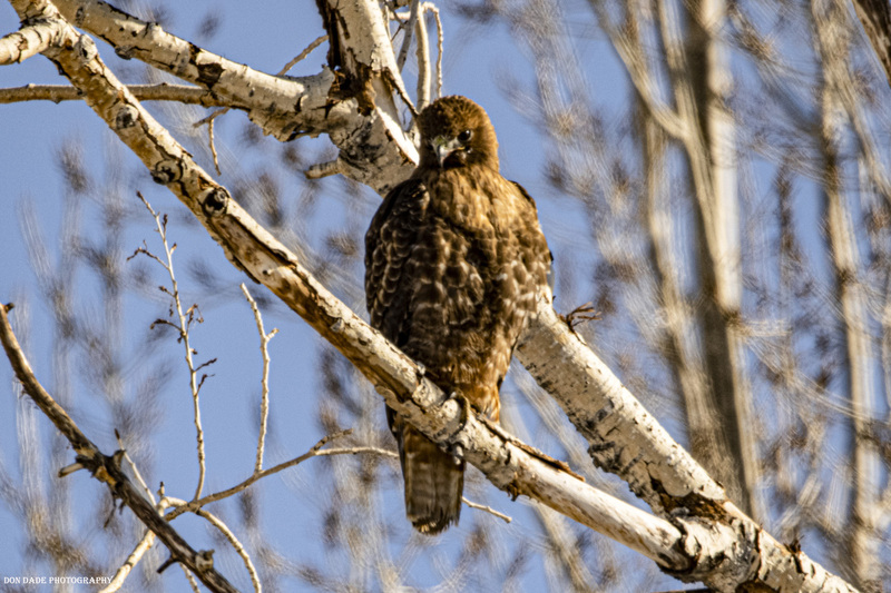 Red Tail.jpg