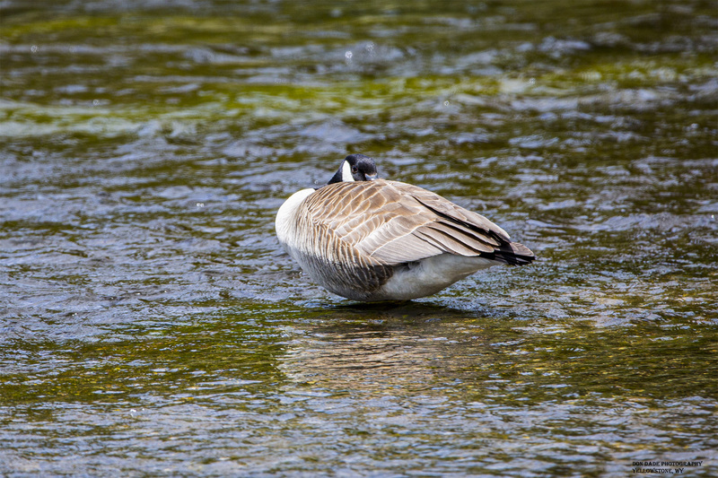 River Goose.jpg :: River Goose