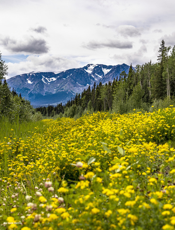 Roadside Attraction.jpg :: This view is along Highway 37 south of Kanaskan Lake. Hankin Peak was obscured by the clouds that loomed over the foothill mountain.
The roadway was lined with yellow flowers mixed with clover as far as I could see.
The fresh green grass forming a belt along the tree line
This rugged glacier mountain filled highway is just filled with these softened pristine landscapes
So very grateful to have stopped here to enjoy this scene.