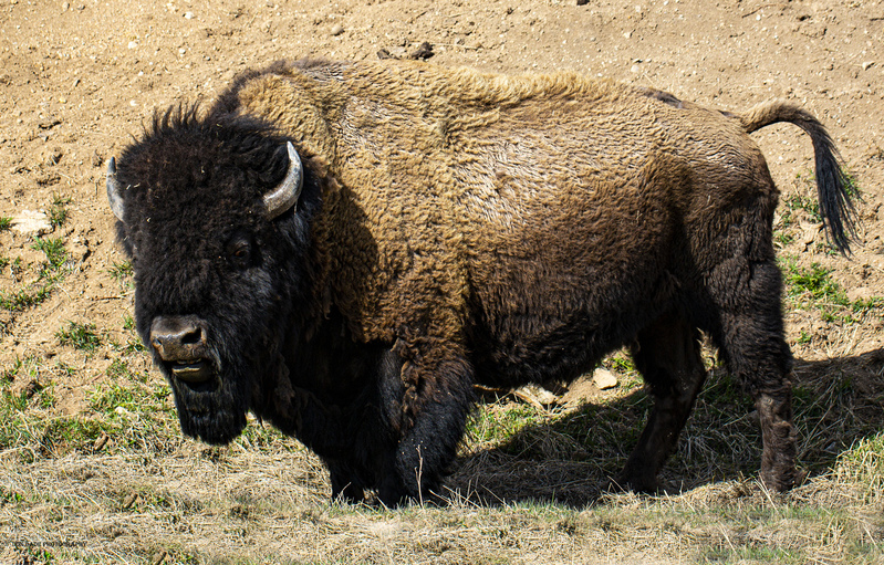 Roadside Bison Yellowstone.jpg