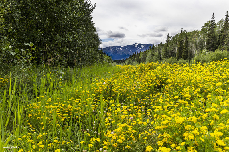Roadside Splendor(1).jpg :: A view of Hankin Peak along Highway 37 south of Kanaskan Lake.  I could not resist stopping as that roadway was lined with yellow flowers as far as I could see.