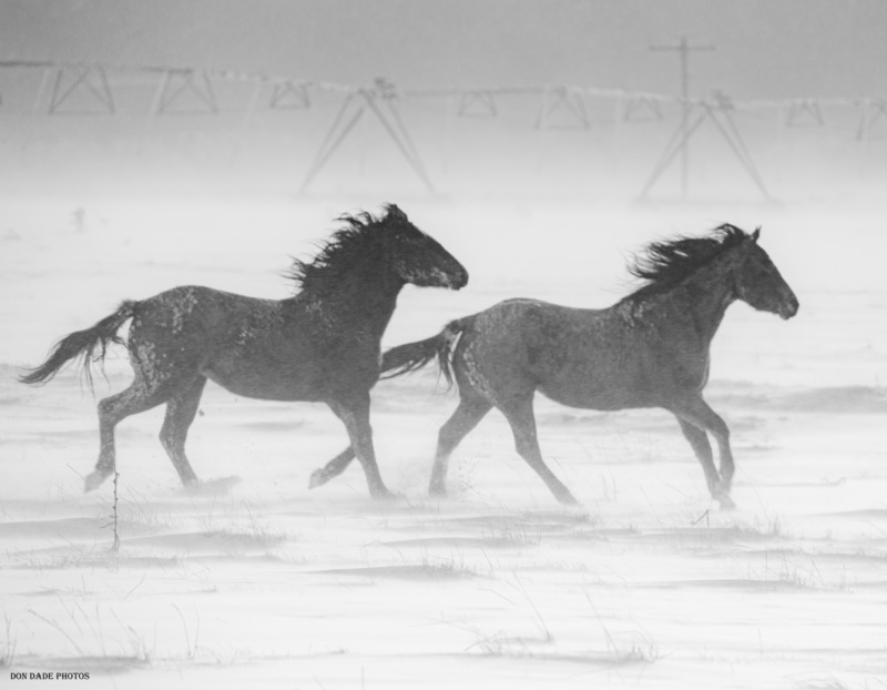 Running in the Wind.jpg :: It was a blistery cold, windy day with white out snow conditions
We came across a farm with a couple of horses having a great time running across the field
While most sit inside by a warm cozy fire I enjoy getting out to see the elements of nature.
It was a beautiful hair day for these two.