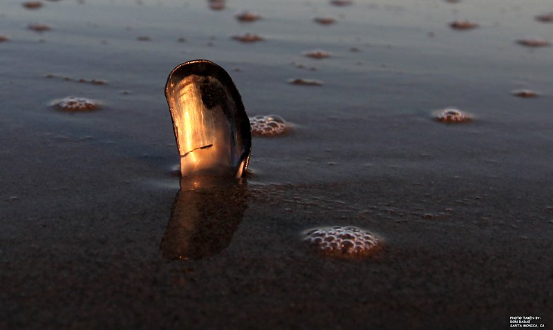 SHELL.jpg