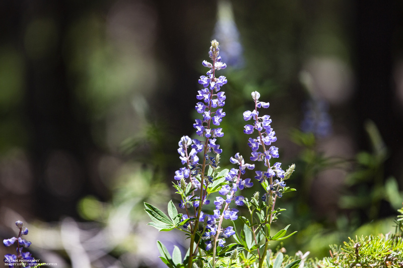 Silvery Lupine.jpg
