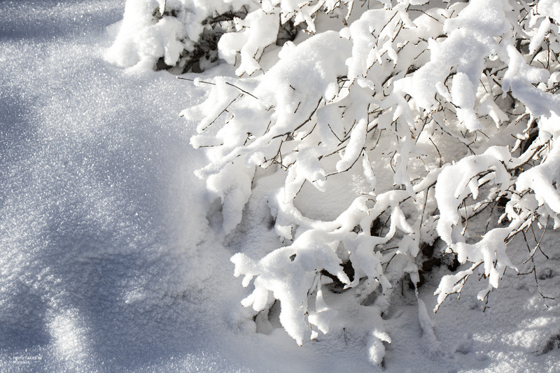 Simply Snow.jpg