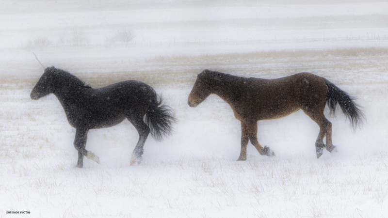 Snow Ride.jpg