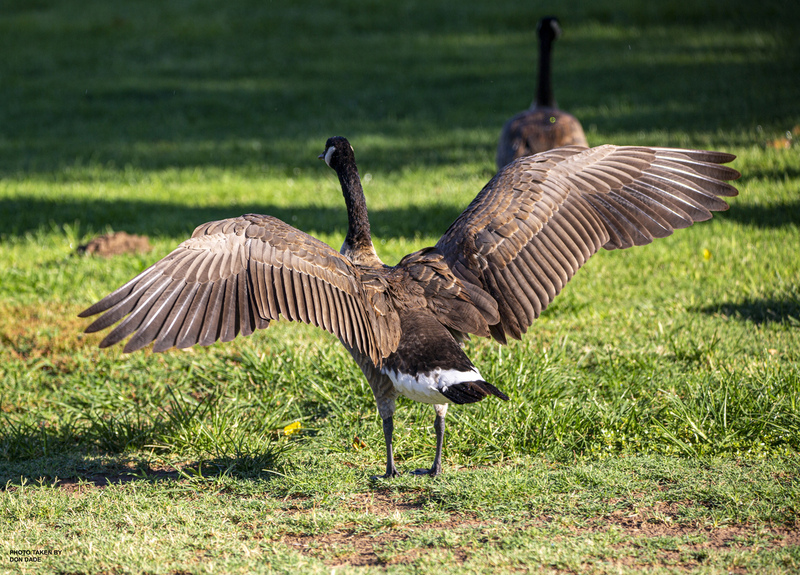 Spread Your Wings.jpg :: Spread Your Wings
