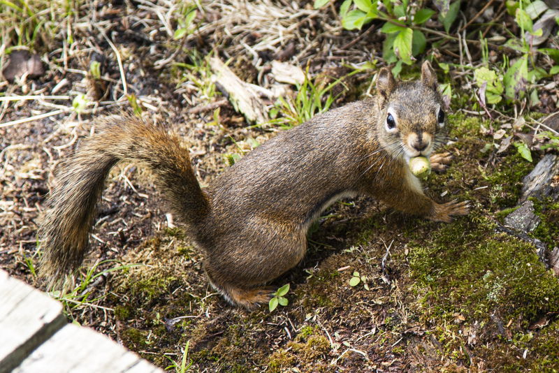 Squirrel.jpg :: While walking down the wooden trail going over the tundra at the Liard River Hot Springs
I came across this cute little squirrel.
It was nice of him to stop and pose for me as he was busy gathering acorns.