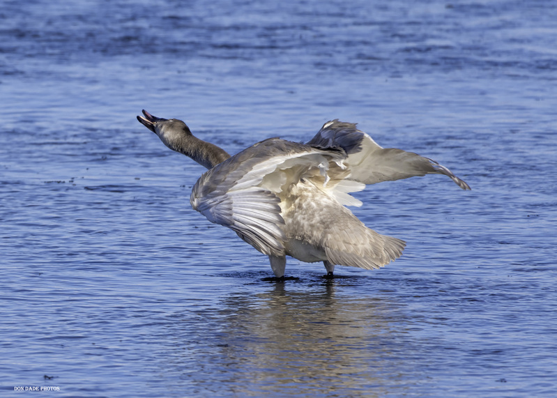 Tail Feathers.jpg