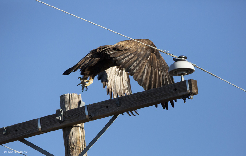 Talons.jpg