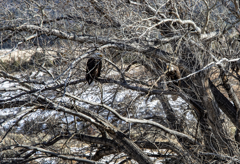 Two Eagle Tree.jpg