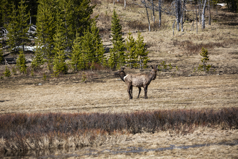 Two Headed Elk 2.jpg