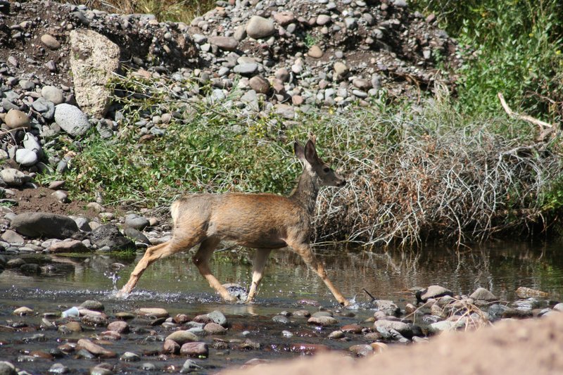 Utah Beaver IMG_08201.jpg
