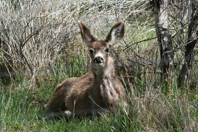 Utah Beaver WL 070409 (6)(1).jpg