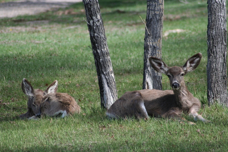 Utah Beaver WL 070409 (8)(1).jpg
