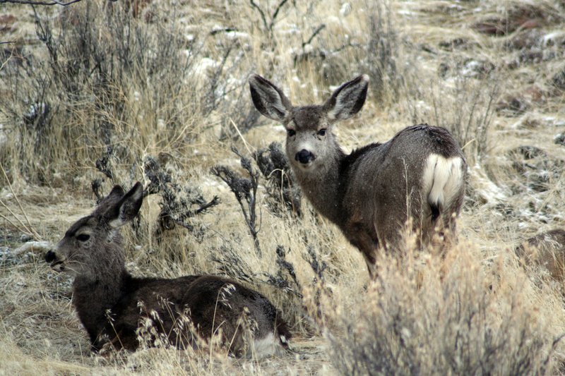 Utah Beaver deer 3995.jpg