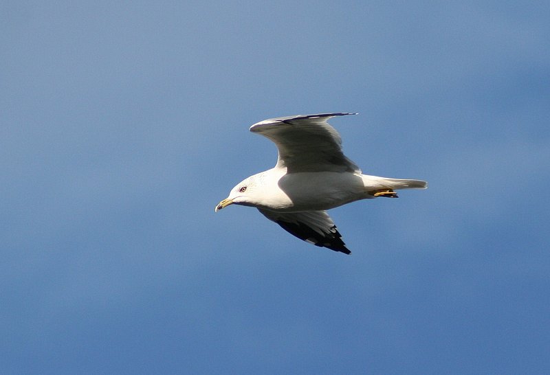 Utah Panguich Bird-blowup1.jpg