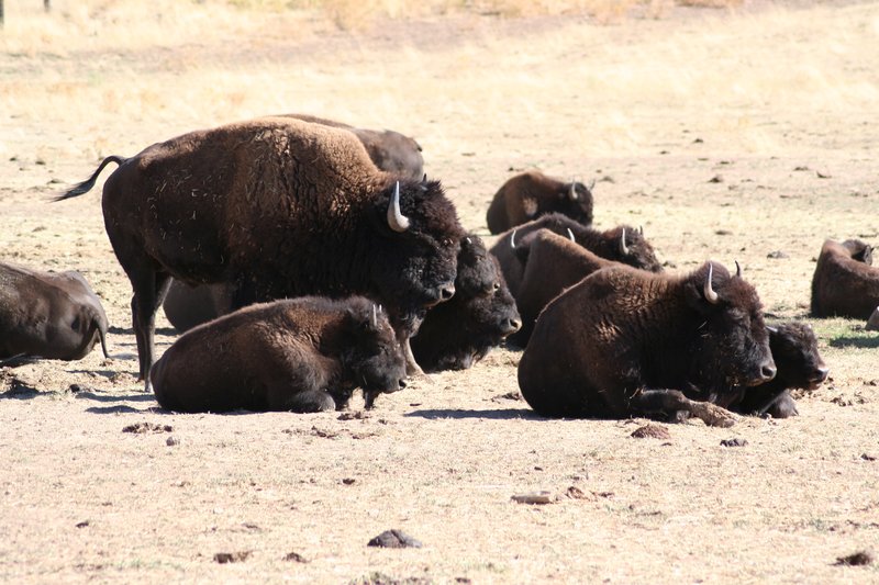 Utah Zion BISON31.jpg